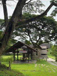 Angelfields: a garden under huge rain trees, with an open wooden pavilion, a stone house and a white horse on the lawn